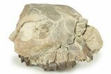 Fossil Oreodont (Merycoidodon) Partial Upper Skull - Nebraska #270058-3